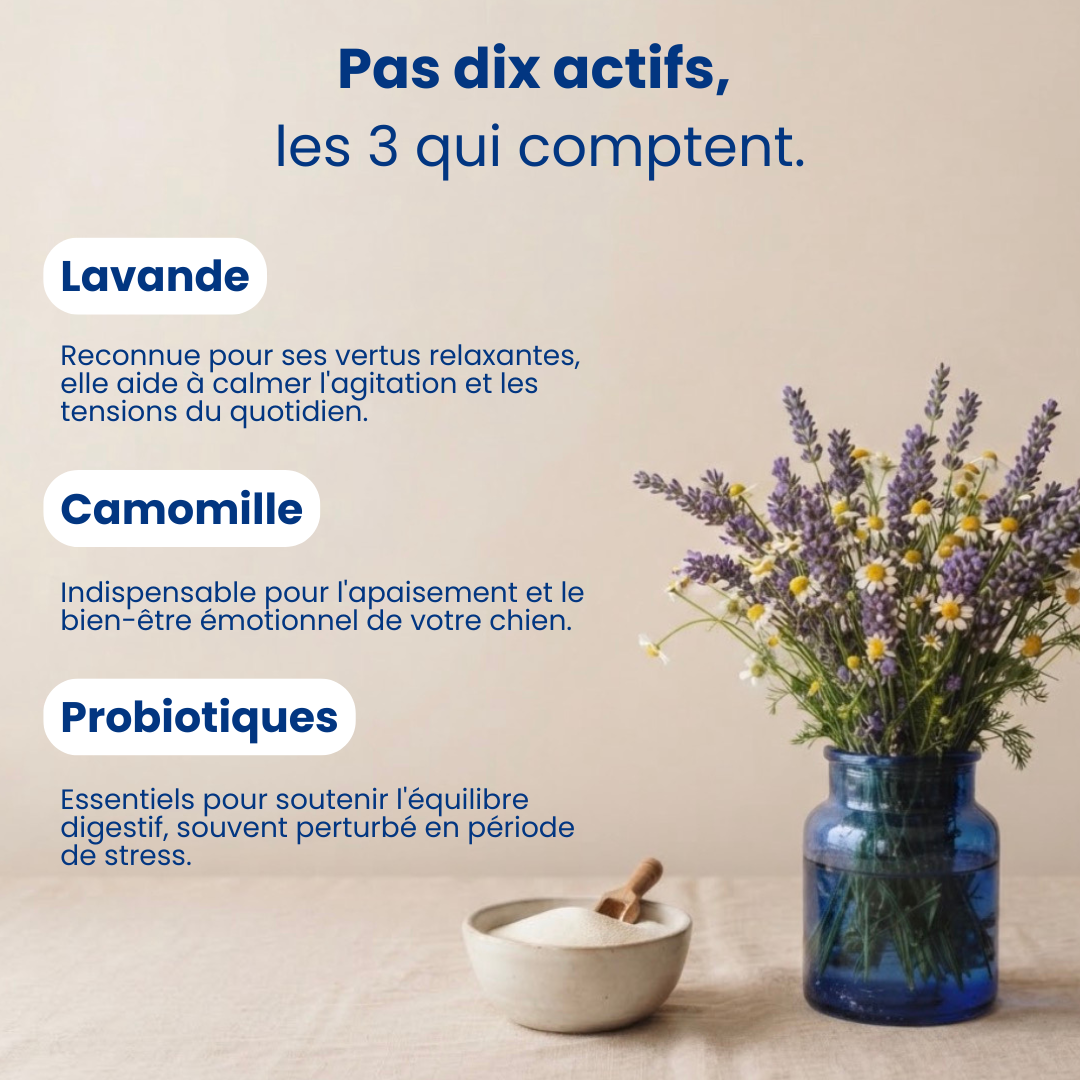 Friandises Calmantes – Lavande & Camomille