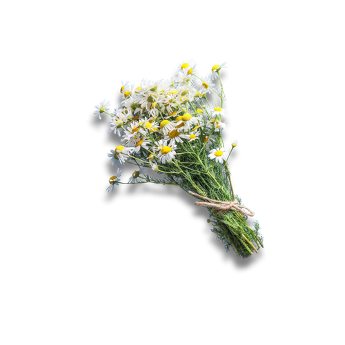 Camomille